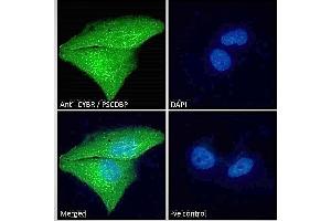 ABIN184711 Immunofluorescence analysis of paraformaldehyde fixed U251 cells, permeabilized with 0.