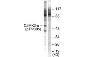 anti-CaMK2 alpha/beta/delta (AA 271-320), (pThr305) antibody