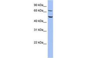 Image no. 1 for anti-Replication Initiator 1 (REPIN1) (C-Term) antibody (ABIN6742823) (REPIN1 anticorps  (C-Term))