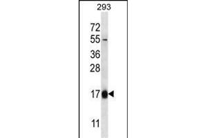 HBQ1 Antibody (N-term) (ABIN656920 and ABIN2846115) western blot analysis in 293 cell line lysates (35 μg/lane). (HBQ1 anticorps  (N-Term))