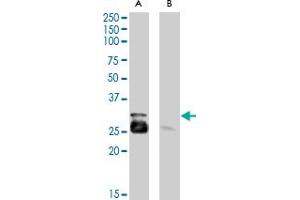 MYF5 polyclonal antibody  (0. (MYF5 anticorps)