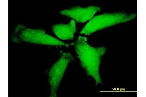 Immunofluorescence of purified MaxPab antibody to NTN5 on HeLa cell. (Netrin 5 anticorps  (AA 1-489))