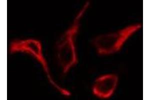 ABIN6278598 staining  293 cells by IF/ICC. (NOX1 anticorps  (C-Term))