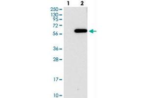 Western blot analysis of Lane 1: Negative control (vector only transfected HEK293T lysate), Lane 2: Over-expression Lysate (Co-expressed with a C-terminal myc-DDK tag (~3. (C2orf30 anticorps)
