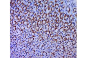 anti-BTG1, BTG2 (AA 41-140) antibody