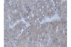 Detection of POFUT1 in Human Liver Tissue using Polyclonal Antibody to Protein O-Fucosyltransferase 1 (POFUT1) (POFUT1 anticorps  (AA 238-388))