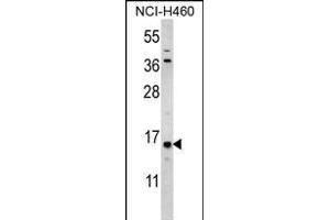 HIST3H3 Antibody (Center) (ABIN656159 and ABIN2845490) western blot analysis in NCI- cell line lysates (35 μg/lane). (Histone 3 anticorps  (AA 50-78))