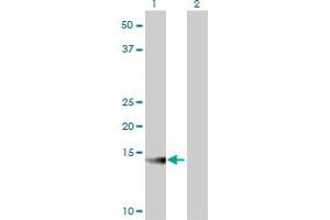 Western Blot analysis of ATP6V1G2 expression in transfected 293T cell line by ATP6V1G2 monoclonal antibody (M02), clone 2E11.