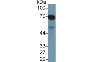 Detection of HSPA1A in Porcine Cerebrum lysate using Anti-Heat Shock 70 kDa Protein 1A (HSPA1A) Monoclonal Antibody