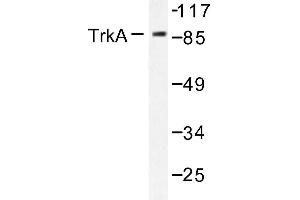 Image no. 1 for anti-Neurotrophic Tyrosine Kinase, Receptor, Type 1 (NTRK1) antibody (ABIN272088) (TRKA anticorps)