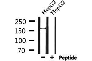 Western blot analysis of extracts from HepG2, using PIK3C2A Antibody. (PIK3C2A anticorps  (C-Term))