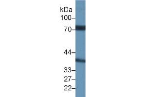 Western Blot; Sample: Rat Testis lysate; Primary Ab: 1µg/ml Rabbit Anti-Rat NCSTN Antibody Second Ab: 0.