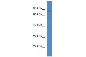Western Blot showing Sgk3 antibody used at a concentration of 1. (SGK3 anticorps  (C-Term))