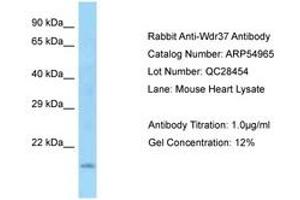 Image no. 1 for anti-WD Repeat Domain 37 (WDR37) (N-Term) antibody (ABIN6749931) (WDR37 anticorps  (N-Term))