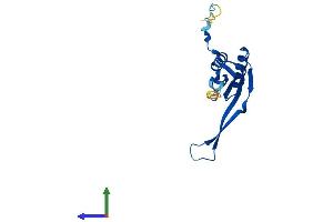 AlphaFold protein structure predicition of Mouse Recombinant Mrps10 Protein, UniprotID Q80ZK0