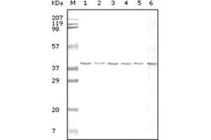 Western Blotting (WB) image for anti-Glyceraldehyde-3-Phosphate Dehydrogenase (GAPDH) antibody (ABIN2464055) (GAPDH anticorps)