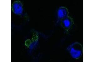 Confocal immunofluorescence analysis of methanol-fixed HEK293 cells trasfected with FGFR4-hIgGFc using FGFR4 antibody (green), showing membrane localization. (FGFR4 anticorps)