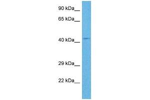 Host:  Rabbit  Target Name:  RNF135  Sample Tissue:  Human OVCAR-3 Whole Cell  Antibody Dilution:  1ug/ml (RNF135 anticorps  (Middle Region))