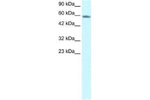 Human HepG2; WB Suggested Anti-CHES1 Antibody Titration: 1. (FOXN3 anticorps  (C-Term))