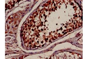 IHC image of ABIN7142083 diluted at 1:600 and staining in paraffin-embedded human testis tissue performed on a Leica BondTM system.
