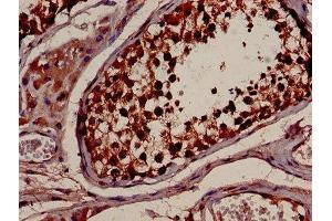 IHC image of ABIN7142083 diluted at 1:600 and staining in paraffin-embedded human testis tissue performed on a Leica BondTM system. (YWHAB anticorps  (AA 1-246))
