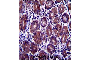 EIF2S1 Antibody (N-term) (ABIN657392 and ABIN2846433) immunohistochemistry analysis in formalin fixed and paraffin embedded human stomach tissue followed by peroxidase conjugation of the secondary antibody and DAB staining.