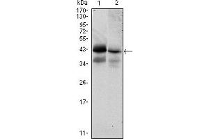 Western blot analysis using EPCAM mouse mAb against HTC116 (1) and T47D (2) cell lysate. (EpCAM anticorps)