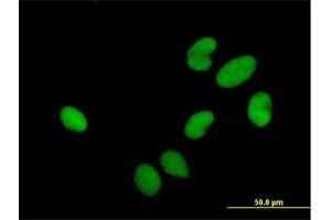 Immunofluorescence of purified MaxPab antibody to HIRIP3 on HeLa cell. (HIRIP3 anticorps  (AA 1-556))