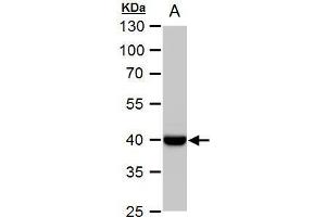 WB Image WNT11 antibody detects WNT11 protein by western blot analysis.