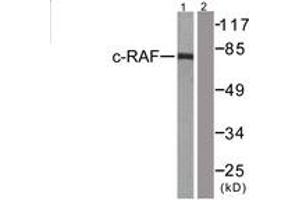Western blot analysis of extracts from 293 cells, treated with PMA 125ng/ml 30', using C-RAF (Ab-43) Antibody. (RAF1 anticorps  (AA 11-60))
