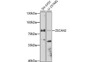 Western blot analysis of extracts of various cell lines, using ZSC antibody (ABIN7271442) at 1:1000 dilution. (ZSCAN2 anticorps  (AA 50-150))