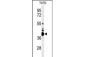 Western blot analysis of VTCN1 Antibody (Center) (ABIN653759 and ABIN2843059) in T47D cell line lysates (35 μg/lane). (VTCN1 anticorps  (AA 72-100))
