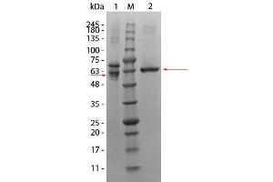 SDS-PAGE of AKT3 Human Recombinant Protein. (AKT3 Protéine)