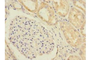 Immunohistochemistry of paraffin-embedded human kidney tissue using ABIN7152246 at dilution of 1:100 (SLC1A7 anticorps  (AA 115-220))