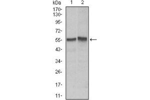 Western Blotting (WB) image for anti-TNF Receptor Superfamily, Member 6 (FAS) antibody (ABIN1845671) (FAS anticorps)