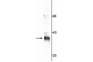 Western blot of rat synaptic plasma membrane (SPM) lysate showing specific immunolabeling of the ~36 kDa stargazin protein. (Stargazin anticorps  (C-Term))