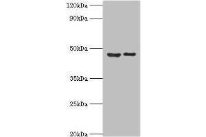 Western blot All lanes: Histone-lysine N-methyltransferase SUV39H2 antibody at 0. (SUV39H2 anticorps  (AA 201-410))