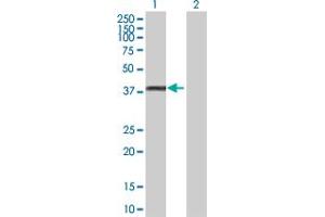 Western Blot analysis of GYG1 expression in transfected 293T cell line by GYG1 MaxPab polyclonal antibody.