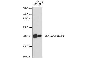 Western blot analysis of extracts of various cell lines, using CDKN1A/p21CIP1 antibody (ABIN7266599) at 1:1000 dilution. (p21 anticorps)