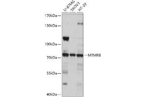 Western blot analysis of extracts of various cell lines, using MTMR8 antibody (ABIN7268766) at 1:1000 dilution.