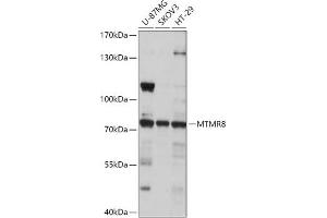 Western blot analysis of extracts of various cell lines, using MTMR8 antibody (ABIN7268766) at 1:1000 dilution. (MTMR8 anticorps  (AA 430-560))
