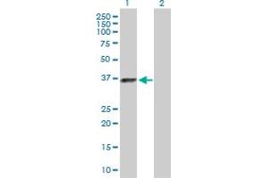 Western Blot analysis of ELAVL3 expression in transfected 293T cell line by ELAVL3 MaxPab polyclonal antibody. (HuC/ELAVL3 anticorps  (AA 1-367))