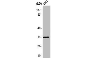 Western Blot analysis of COS7 cells using TRADD Polyclonal Antibody