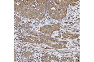 IHC analysis of Heme oxygenase 2/HMOX2 using anti-Heme oxygenase 2/HMOX2 antibody (ABIN7601766). (HMOX2 anticorps  (AA 45-301))