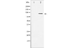 Western blot analysis of STAT5B expression in RAW264. (STAT5B anticorps  (C-Term))