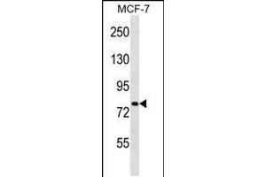 Western blot analysis in MCF-7 cell line lysates (35ug/lane). (SLC24A3 anticorps  (N-Term))