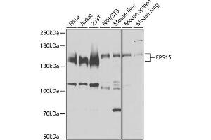 Western blot analysis of extracts of various cell lines, using EPS15 antibody  at 1:3000 dilution. (EPS15 anticorps  (AA 660-840))