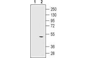 Western blot analysis using Mouse Anti-KCNN4 (KCa3.