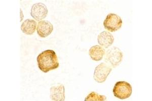 Image no. 2 for anti-CASP8 and FADD-Like Apoptosis Regulator (CFLAR) (AA 191-209), (C-Term) antibody (ABIN318973)