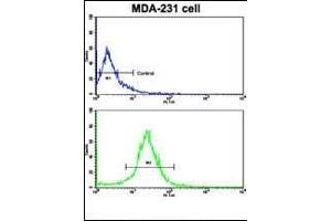 Flow cytometric analysis of MDA-231 cells using ACTN4 Antibody (C-term)(bottom histogram) compared to a negative control cell (top histogram). (alpha Actinin 4 anticorps  (C-Term))